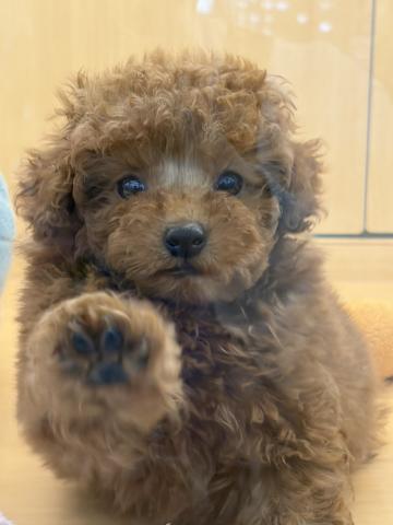新潟県のトイプードル(トイ) (ペットアミ 六日町店/2025年11月19日生まれ/男の子/レッドフォーン)の子犬の1枚目の画像