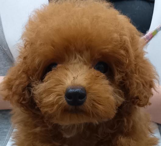 新潟県のトイプードル(トイ) (ペットアミ 六日町店/2025年11月19日生まれ/男の子/レッドフォーン)の子犬の3枚目の画像