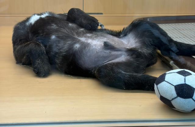 新潟県のハーフ犬・ミックス犬 (ペットアミ 六日町店/2025年11月28日生まれ/男の子/ブリンドル)の子犬の2枚目の画像