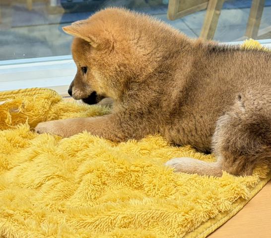 新潟県の柴犬(標準サイズ) (ペットアミ 六日町店/2025年11月22日生まれ/男の子/赤)の子犬の4枚目の画像