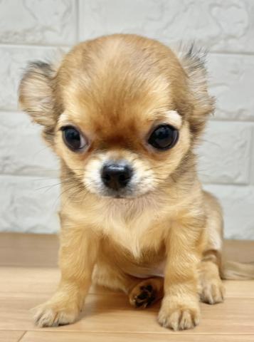 新潟県のチワワ(ロング) (ペットアミ 小千谷店/2025年11月14日生まれ/男の子/フォーン)の子犬の1枚目の画像