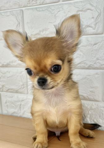 新潟県のチワワ(ロング) (ペットアミ 小千谷店/2025年11月14日生まれ/男の子/フォーン)の子犬の4枚目の画像