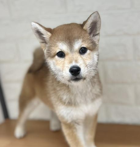 新潟県の柴犬(標準サイズ) (ペットアミ 小千谷店/2025年11月1日生まれ/女の子/レッド)の子犬の2枚目の画像