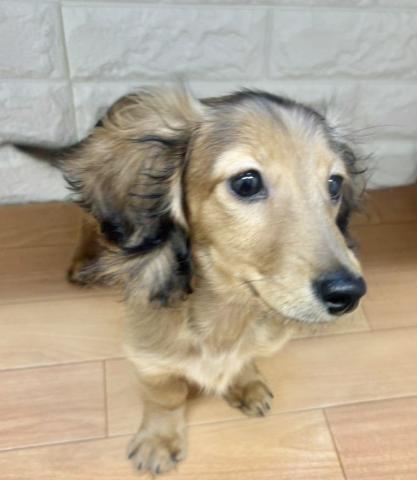 新潟県のミニチュアダックスフンド(ロング) (ペットアミ 小千谷店/2025年10月21日生まれ/女の子/レッド)の子犬の4枚目の画像