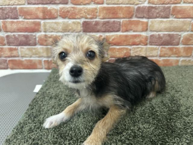 石川県のヨーチー/チワキー/チワヨーキー(ヨークシャーテリア×チワワ) (ペットアミ 津幡店/2025年10月17日生まれ/男の子/その他色)の子犬