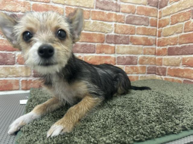 石川県のヨーチー/チワキー/チワヨーキー(ヨークシャーテリア×チワワ) (ペットアミ 津幡店/2025年10月17日生まれ/男の子/その他色)の子犬の2枚目の画像