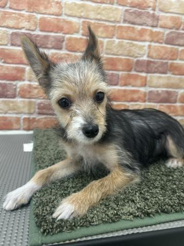 石川県のヨーチー/チワキー/チワヨーキー(ヨークシャーテリア×チワワ) (ペットアミ 津幡店/2025年10月17日生まれ/男の子/その他色)の子犬の3枚目の画像