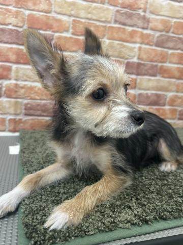 石川県のヨーチー/チワキー/チワヨーキー(ヨークシャーテリア×チワワ) (ペットアミ 津幡店/2025年10月17日生まれ/男の子/その他色)の子犬の4枚目の画像