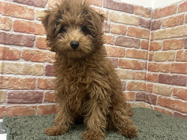 石川県のトイプードル(トイ) (ペットアミ 津幡店/2026年2月9日生まれ/男の子/レッド)の子犬の2枚目の画像