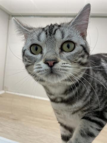 石川県のアメリカンショートヘアー (ペットアミ 津幡店/2025年6月13日生まれ/男の子/シルバータビー)の子猫