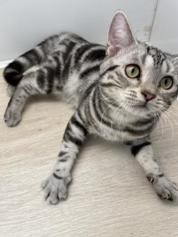 石川県のアメリカンショートヘアー (ペットアミ 津幡店/2025年6月13日生まれ/男の子/シルバータビー)の子猫の2枚目の画像