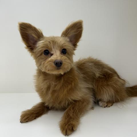 奈良県のポメプー(ポメラニアン×プードル) (ペットアミ 田原本店/2025年7月26日生まれ/女の子/レッド)の子犬の1枚目の画像