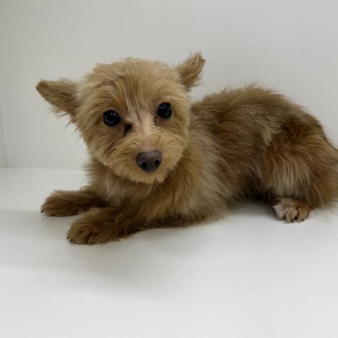 奈良県のポメプー(ポメラニアン×プードル) (ペットアミ 田原本店/2025年7月26日生まれ/女の子/レッド)の子犬の2枚目の画像