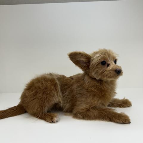 奈良県のポメプー(ポメラニアン×プードル) (ペットアミ 田原本店/2025年7月26日生まれ/女の子/レッド)の子犬の3枚目の画像