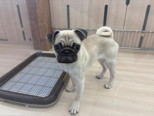 埼玉県のパグ (ペッツワン 草加松原団地店/2026年9月12日生まれ/男の子/フォーン)の子犬