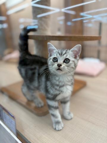 アメリカンショートヘアー
