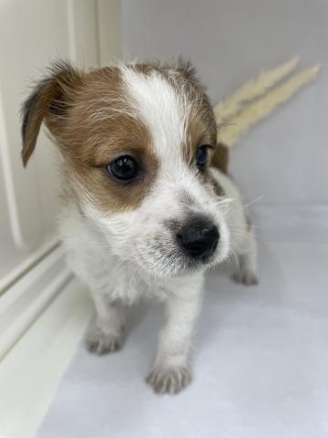 ジャックラッセルテリア