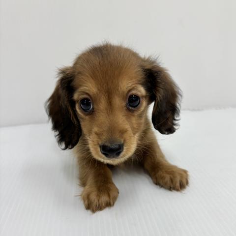 和歌山県のミニチュアダックスフンド(ロング) (ペットアミ 紀ノ川店/2025年11月7日生まれ/男の子/レッド)の子犬の1枚目の画像