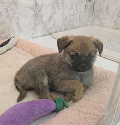 埼玉県のMIXポメラニアン×パグ (NICO PET 三郷店/2025年12月13日生まれ/男の子/レッド)の子犬の2枚目の画像