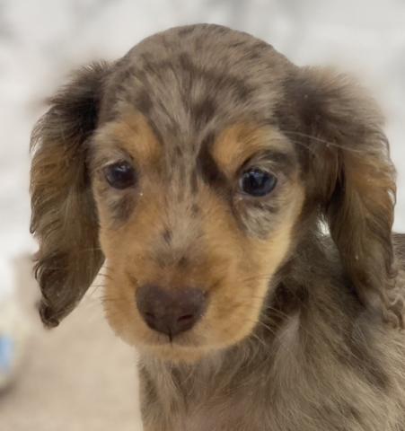 埼玉県のミニチュアダックスフンド(ロング) (NICO PET 三郷店/2025年12月9日生まれ/男の子/チョコレートダップル)の子犬の1枚目の画像