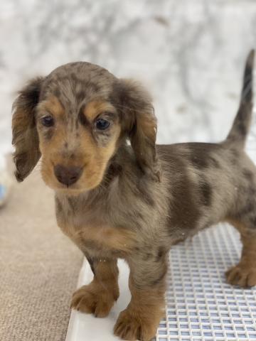 埼玉県のミニチュアダックスフンド(ロング) (NICO PET 三郷店/2025年12月9日生まれ/男の子/チョコレートダップル)の子犬の3枚目の画像