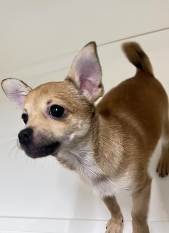 (ポメラニアン×スムースチワワ)