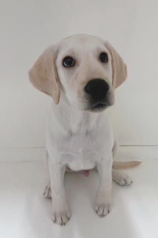 新潟県のラブラドールレトリーバー (ペットアミ 三条四日町店/2025年10月4日生まれ/男の子/イエロー)の子犬の1枚目の画像