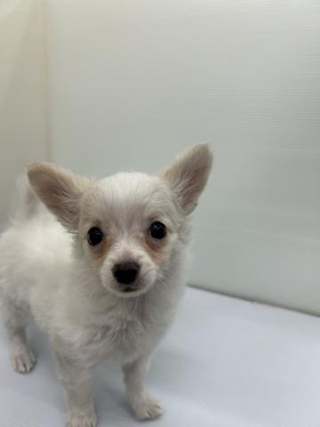 秋田県のチワワ(ロング) (ペットアミ 本荘インター店/2025年12月1日生まれ/女の子/ホワイトクリーム)の子犬の1枚目の画像