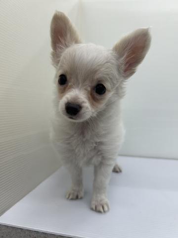 秋田県のチワワ(ロング) (ペットアミ 本荘インター店/2025年12月1日生まれ/女の子/ホワイトクリーム)の子犬の2枚目の画像