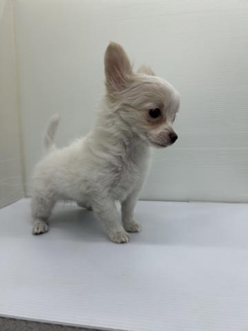 秋田県のチワワ(ロング) (ペットアミ 本荘インター店/2025年12月1日生まれ/女の子/ホワイトクリーム)の子犬の3枚目の画像
