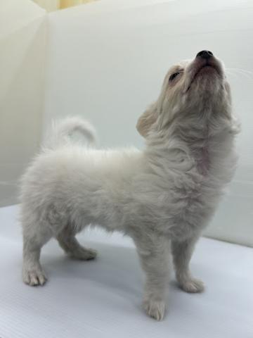 秋田県のチワワ(ロング) (ペットアミ 本荘インター店/2025年12月1日生まれ/女の子/ホワイトクリーム)の子犬の4枚目の画像