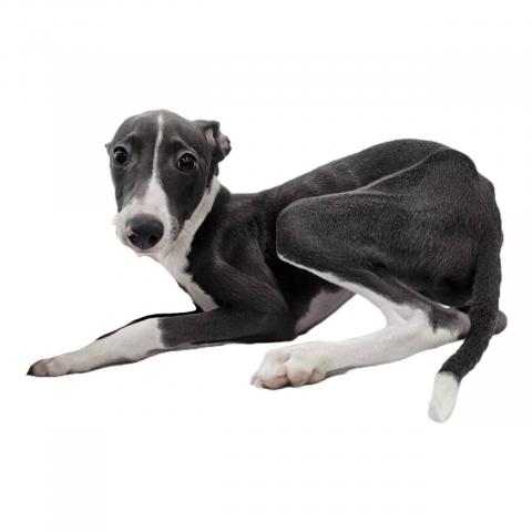 イタリアングレーハウンド