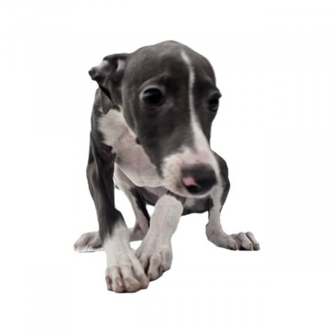 イタリアングレーハウンド