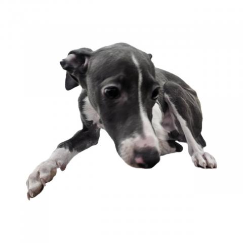 イタリアングレーハウンド