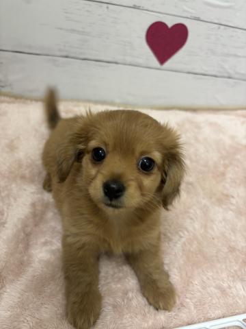 群馬県のハーフ犬・ミックス犬 (ペットアミ 前橋店/2026年1月12日生まれ/女の子/ゴールド)の子犬