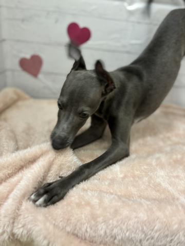 群馬県のイタリアングレーハウンド (ペットアミ 前橋店/2025年11月3日生まれ/男の子/ブルーホワイト)の子犬の2枚目の画像