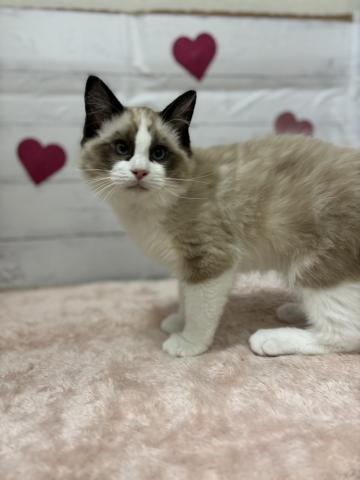 群馬県のラグドール (ペットアミ 前橋店/2025年10月20日生まれ/男の子/シールポイントバイカラー)の子猫の2枚目の画像