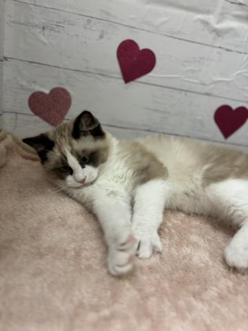 群馬県のラグドール (ペットアミ 前橋店/2025年10月20日生まれ/男の子/シールポイントバイカラー)の子猫の3枚目の画像
