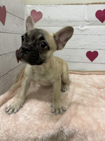 フレンチブルドッグ子犬