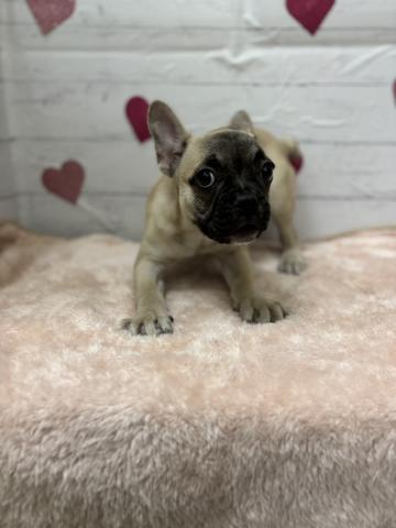 フレンチブルドッグ子犬