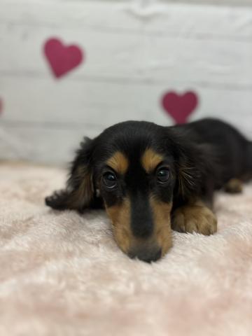 ミニチュアダックスフンド子犬