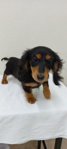 ミニチュアダックスフンド