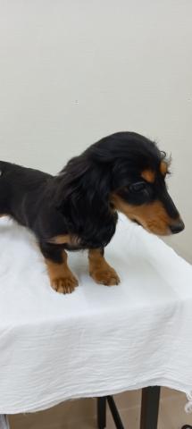 ミニチュアダックスフンド