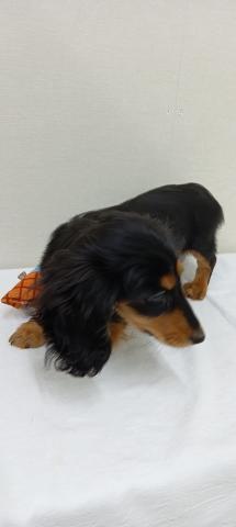 ミニチュアダックスフンド