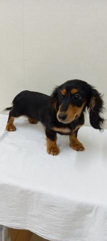 ミニチュアダックスフンド