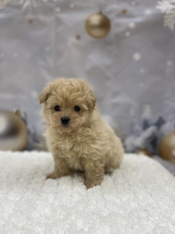 新潟県のポメプー(ポメラニアン×プードル) (ペットアミ 十日町店/2025年11月23日生まれ/男の子/その他色)の子犬の2枚目の画像