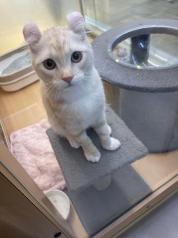 新潟県のアメリカンカール (ペットアミ 十日町店/2025年8月2日生まれ/男の子/クリームタビーホワイト)の子猫の2枚目の画像
