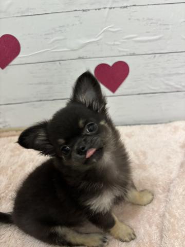 チワワ（ロングコート）子犬