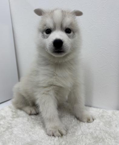 和歌山県のシベリアンハスキー (ペットアミ 那賀店/2025年12月12日生まれ/男の子/シルバーホワイト)の子犬の3枚目の画像