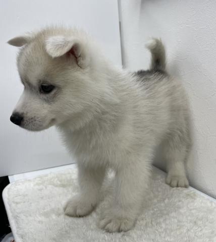 和歌山県のシベリアンハスキー (ペットアミ 那賀店/2025年12月12日生まれ/男の子/シルバーホワイト)の子犬の4枚目の画像
